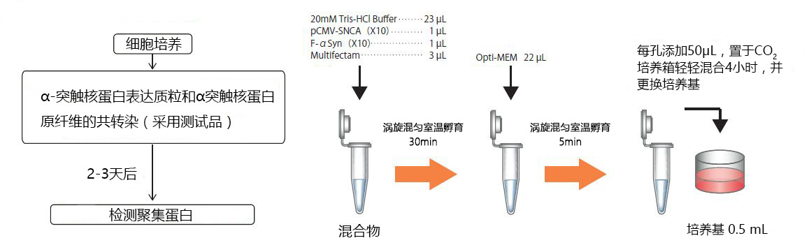 α-突触核蛋白聚集检测试剂盒