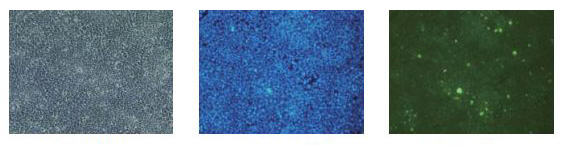 α-突触核蛋白聚集检测试剂盒