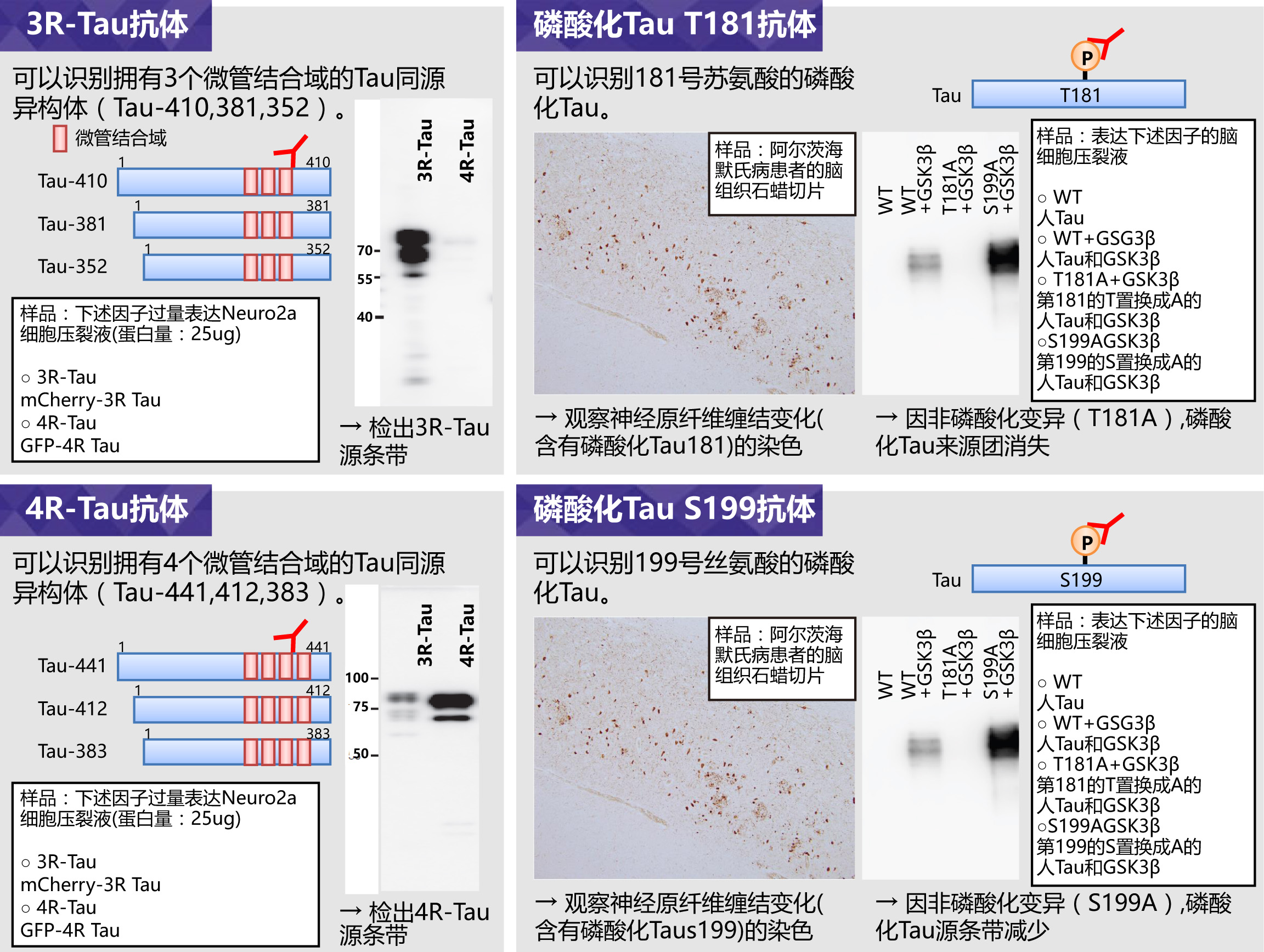 Tau抗体系列