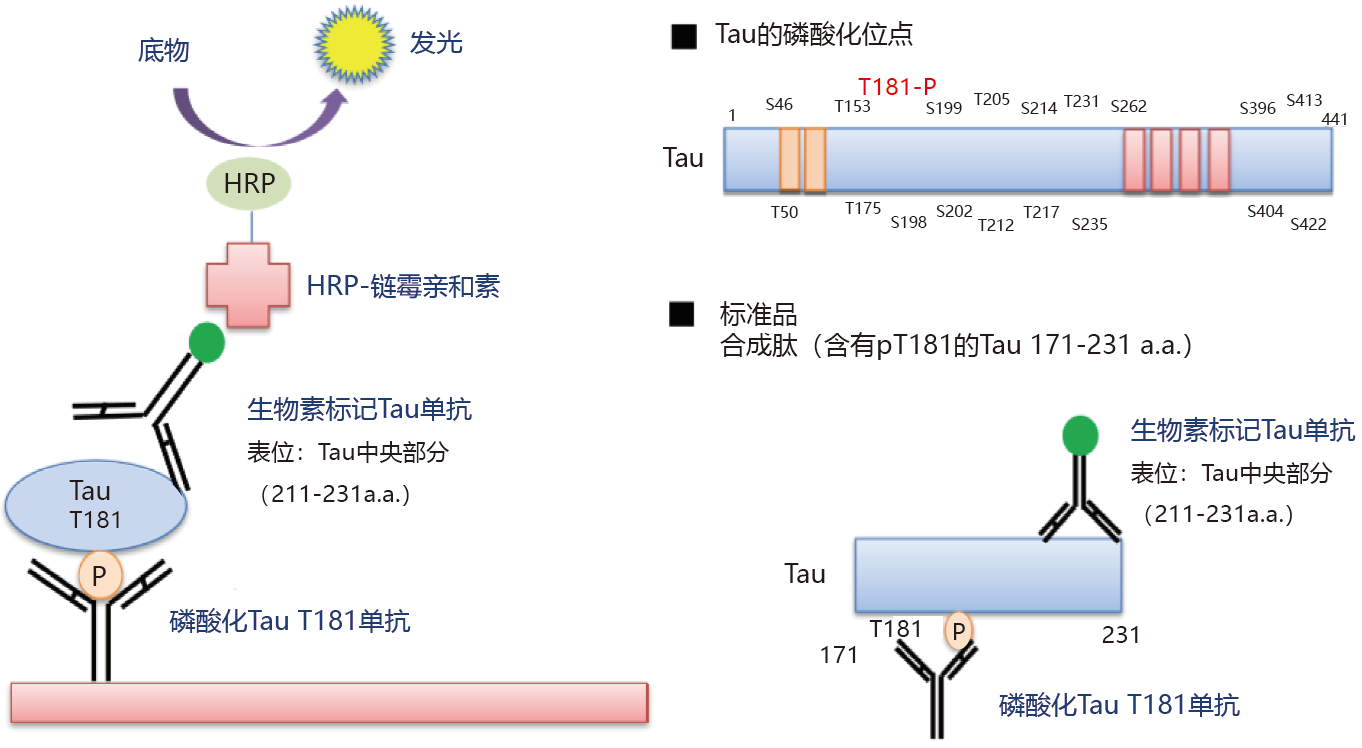 磷酸化Tau T181 ELISA试剂盒 Wako