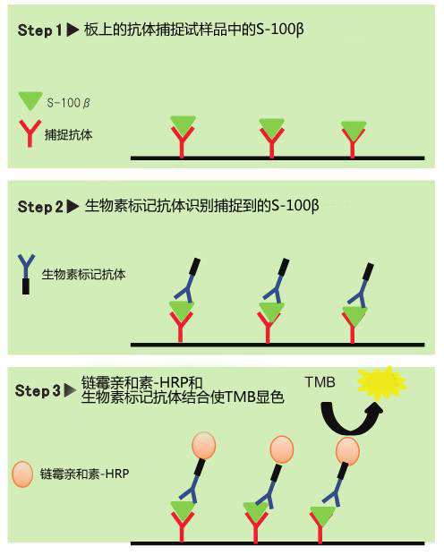 S-100β ELISA试剂盒