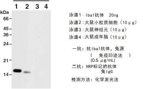 兔源Iba1抗体，无标签