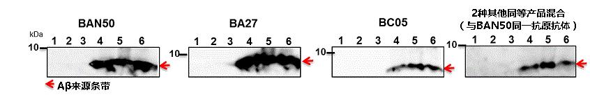 抗β-淀粉样蛋白抗体（BAN50/BNT77/BA27/BC05）