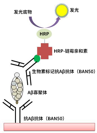 高分子β-淀粉样蛋白寡聚体 ELISA试剂盒Wako