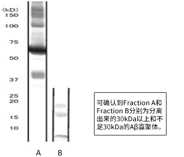 高分子β-淀粉样蛋白寡聚体 ELISA试剂盒Wako