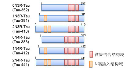 Tau ELISA试剂盒Wako