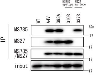 Anti-SOD1（ALS-related mutants）Cocktail，Human，Rat-Mono （MS785/MS27）