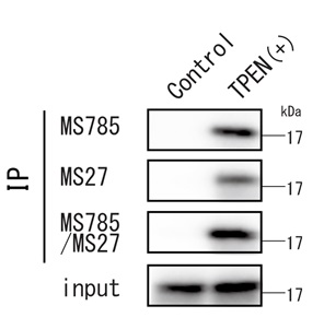 Anti-SOD1（ALS-related mutants）Cocktail，Human，Rat-Mono （MS785/MS27）