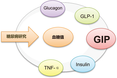 活性肠促胰岛素GIP 特异性检测试剂盒