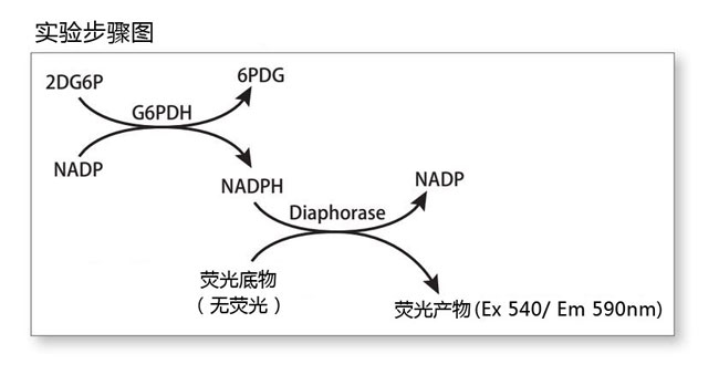 细胞葡萄糖摄取检测试剂盒