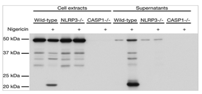 anti-Caspase-1 (p10) (mouse), mAb (Casper-2) 抗小鼠Caspase-1 (p10) 单抗(Casper-2)
