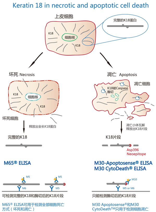 PEVIVA细胞凋亡坏死检测试剂盒