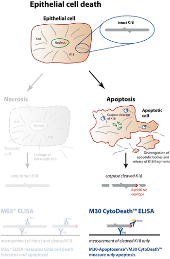 细胞凋亡M30 CytoDeath™ ELISA试剂盒