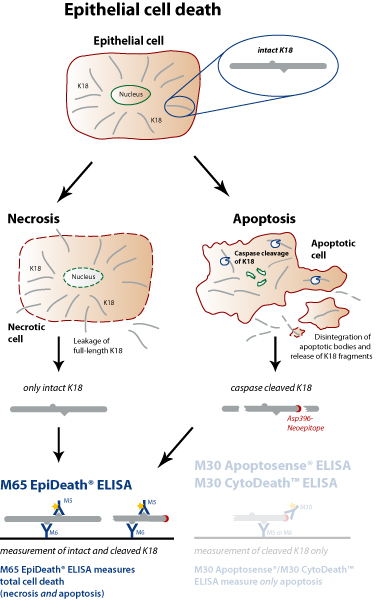 细胞死亡M65 EpiDeath® ELISA试剂盒