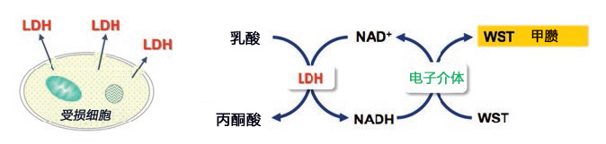 细胞增殖/毒性检测试剂盒