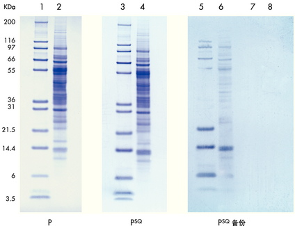 Millipore PVDF转移膜ISEQ00010，PVDF印迹膜0.2um孔径