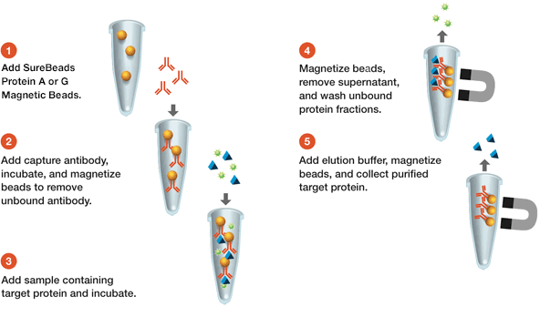 Bio-Rad伯乐SureBeads蛋白G磁性微球1614023