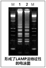 Bst DNA Polymerase