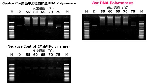 Bst DNA Polymerase