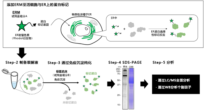 ER-Protein Capture Kit