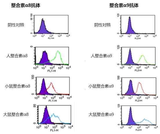 抗整合素α8、α9，单克隆抗体