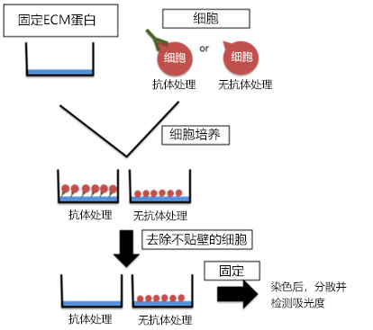 抗整合素α8、α9，单克隆抗体