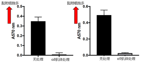 抗整合素α8、α9，单克隆抗体