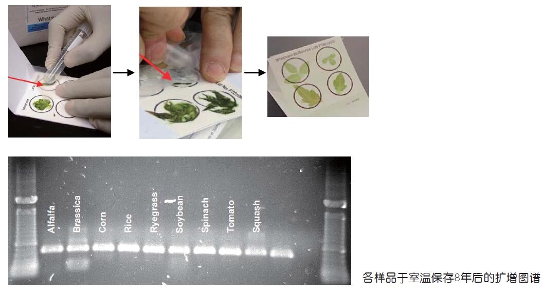 whatman FTA植物存储卡PlantSaverWB120065