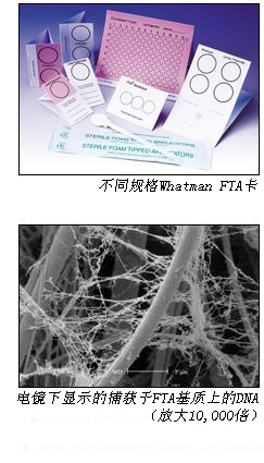 GE Whatman普通FTA卡wb120205