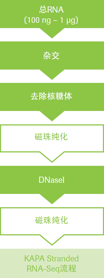 KAPA Stranded RNAseq 文库构建试剂盒 + RiboErase rRNA去除试剂盒