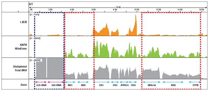 KAPA Stranded RNAseq 文库构建试剂盒 + RiboErase rRNA去除试剂盒