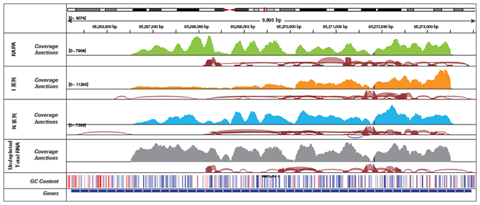 KAPA Stranded RNAseq 文库构建试剂盒 + RiboErase rRNA去除试剂盒