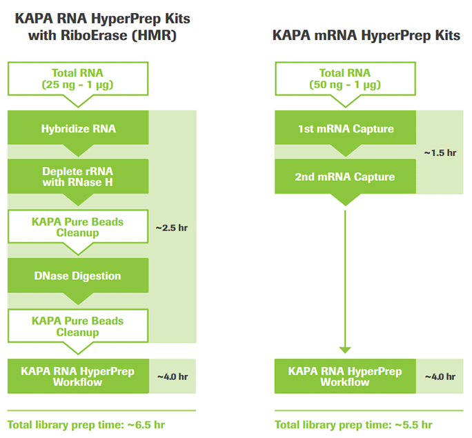 KAPA RNA Hyper 文库构建试剂盒 + RiboErase rRNA去除试剂盒