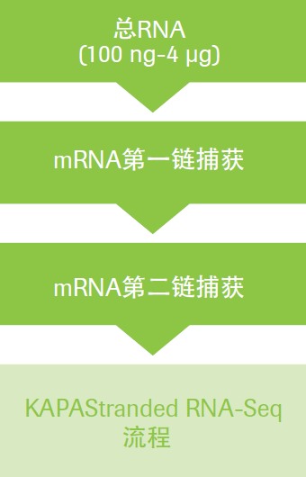 KAPA Stranded RNAseq 文库构建试剂盒 + mRNA 富集试剂盒