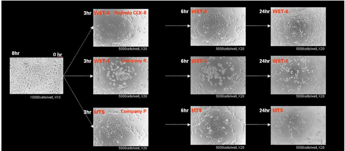 Cell Counting Kit-8细胞增殖毒性检测试剂盒CCK-8(CCK8)货号：CK04