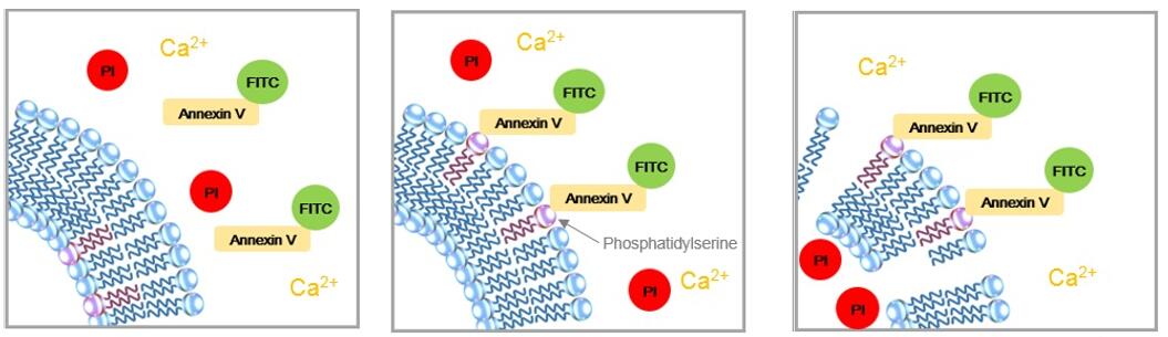细胞凋亡检测试剂盒——Annexin V, FITC Apoptosis Detection Kit货号：AD10