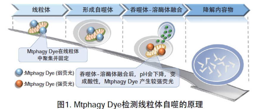 Mtphagy Dye试剂货号：MT02