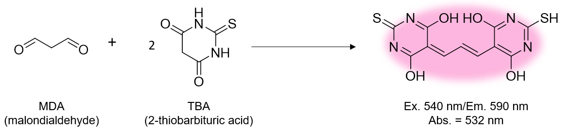 MDA检测试剂盒货号：M496