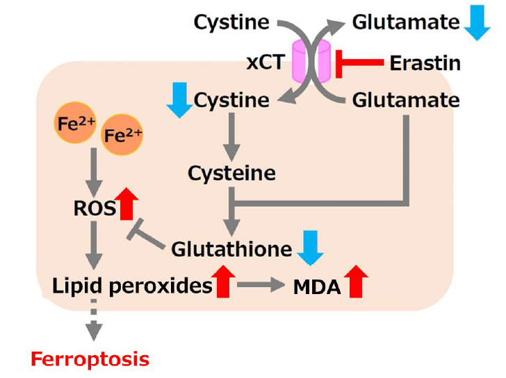 MDA检测试剂盒货号：M496