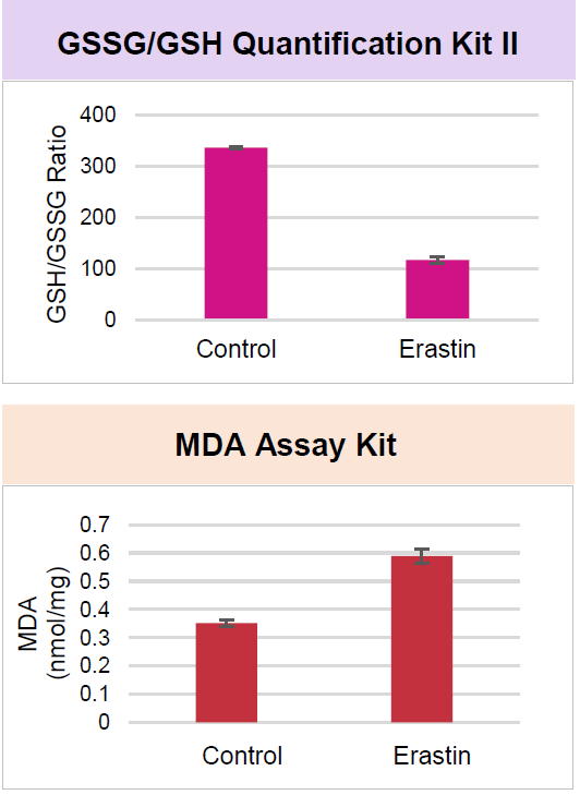 MDA检测试剂盒货号：M496