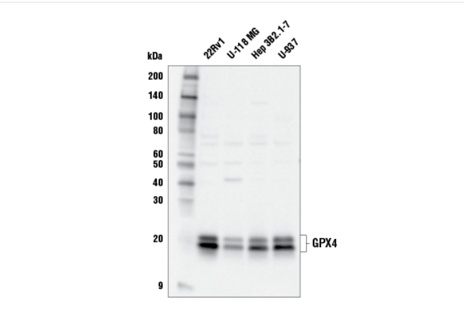 GPX4 Antibody——GPX4抗体货号：GPX4