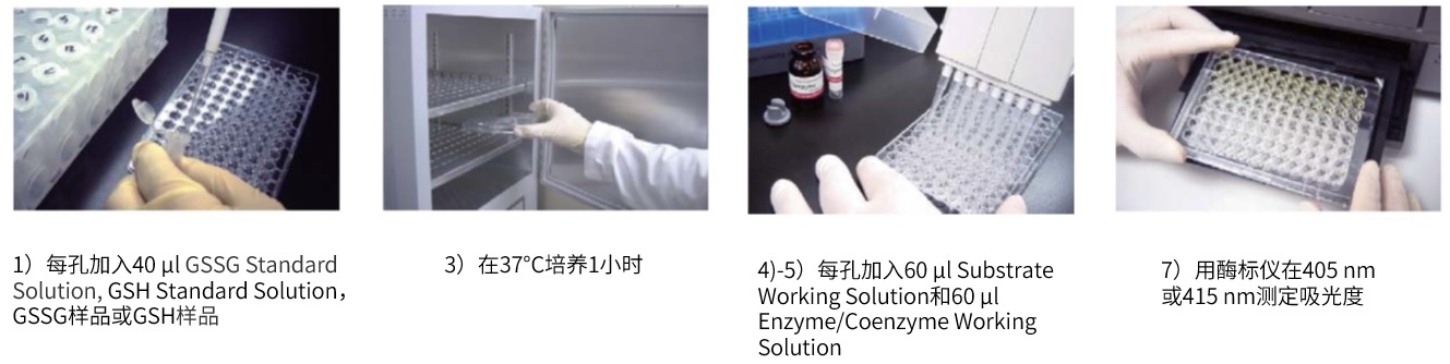氧化型/还原型谷胱甘肽定量试剂盒-GSSG/GSH Quantification Kit II货号：G263