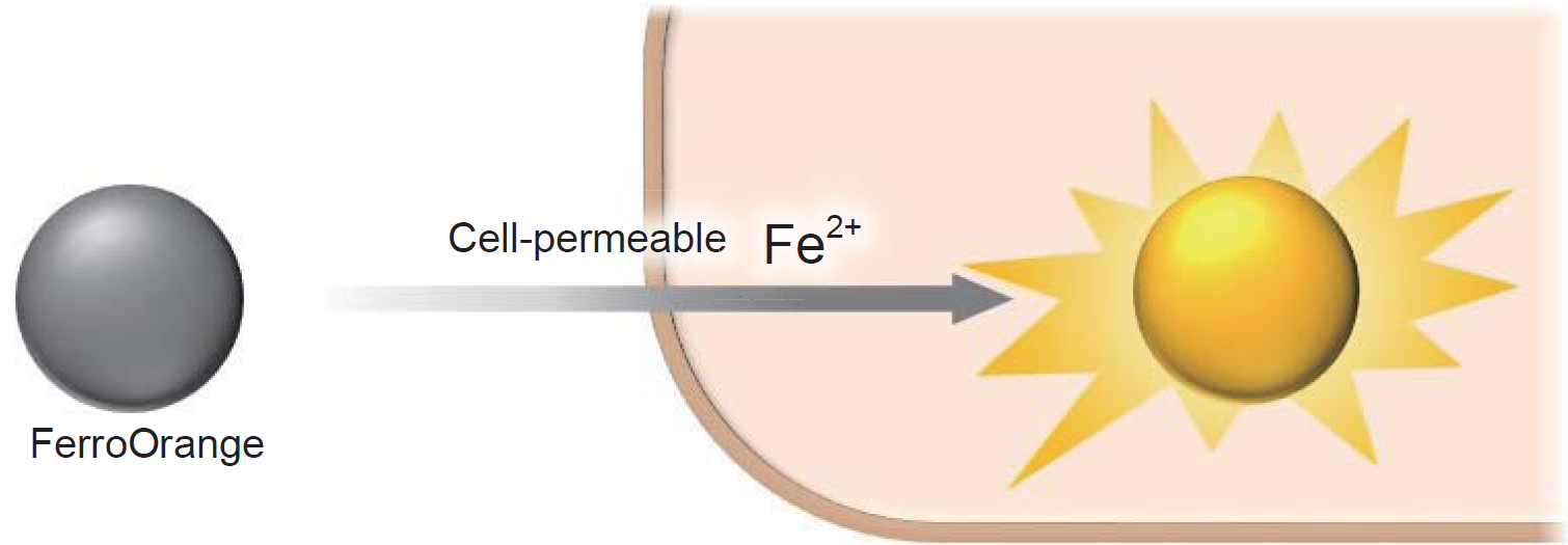 二价铁离子检测探针—FerroOrange货号：F374