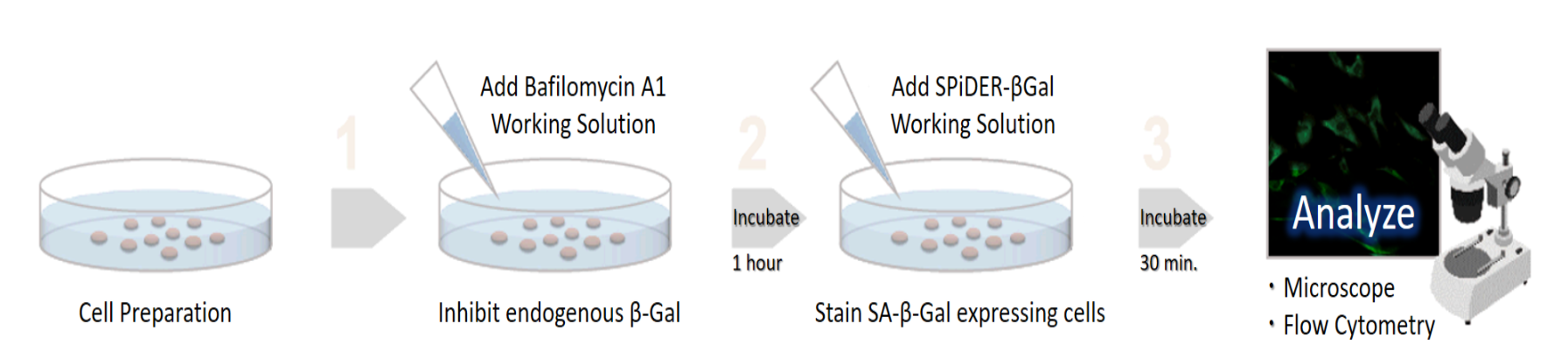 细胞衰老检测试剂盒—Cellular Senescence Detection Kit &#8211; SPiDER-βGal货号：SG03