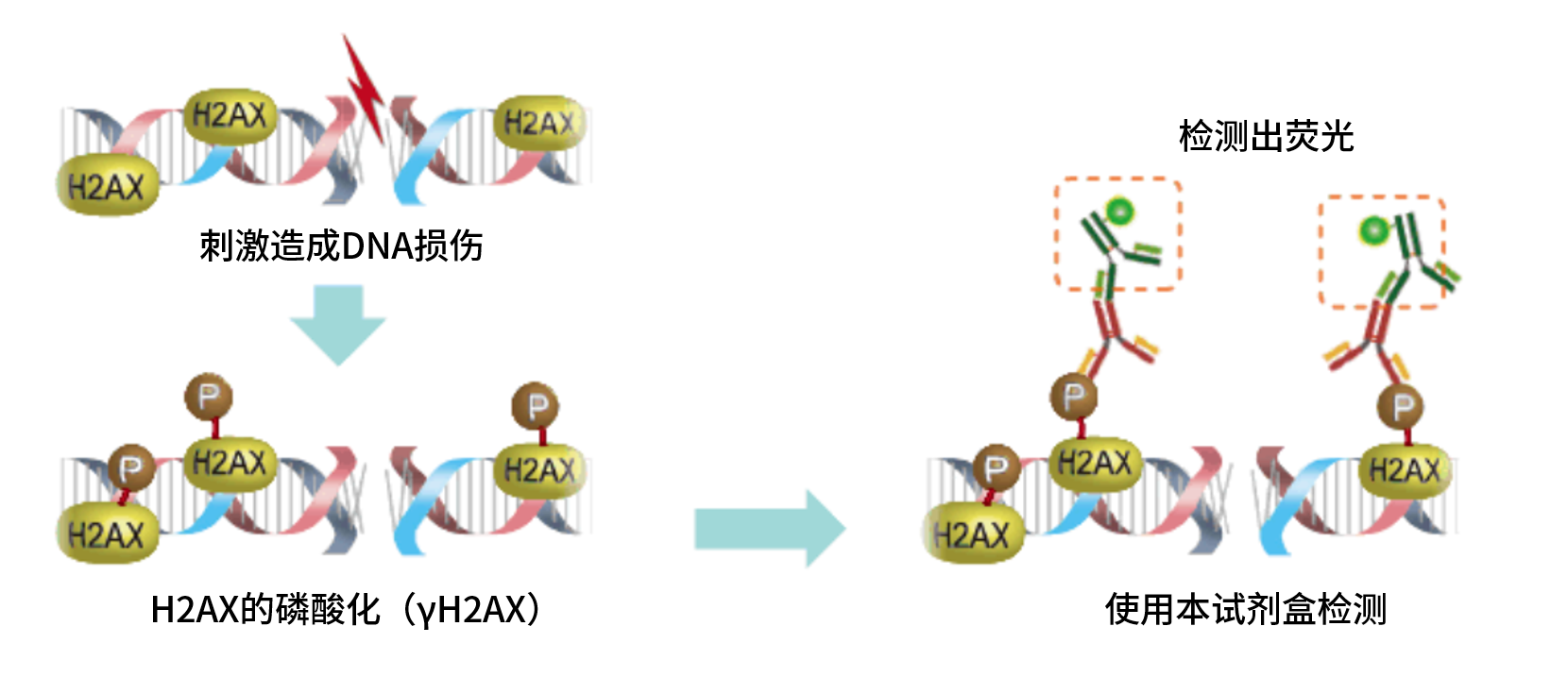 DNA Damage Detection Kit &#8211; γH2AX　- Green货号：G265