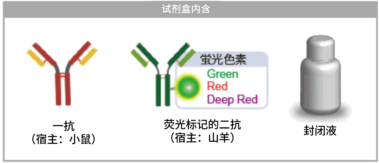 DNA Damage Detection Kit &#8211; γH2AX　- Red货号：G266