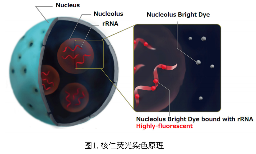 Nucleolus Bright Red试剂货号：N512
