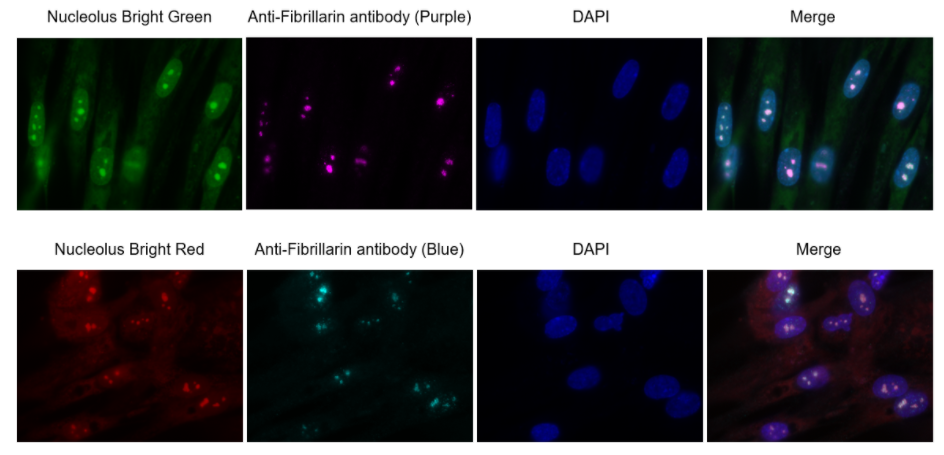 Nucleolus Bright Red试剂货号：N512