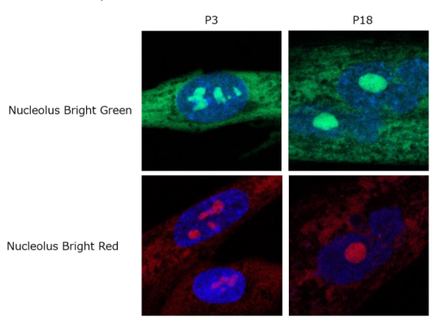 Nucleolus Bright Red试剂货号：N512
