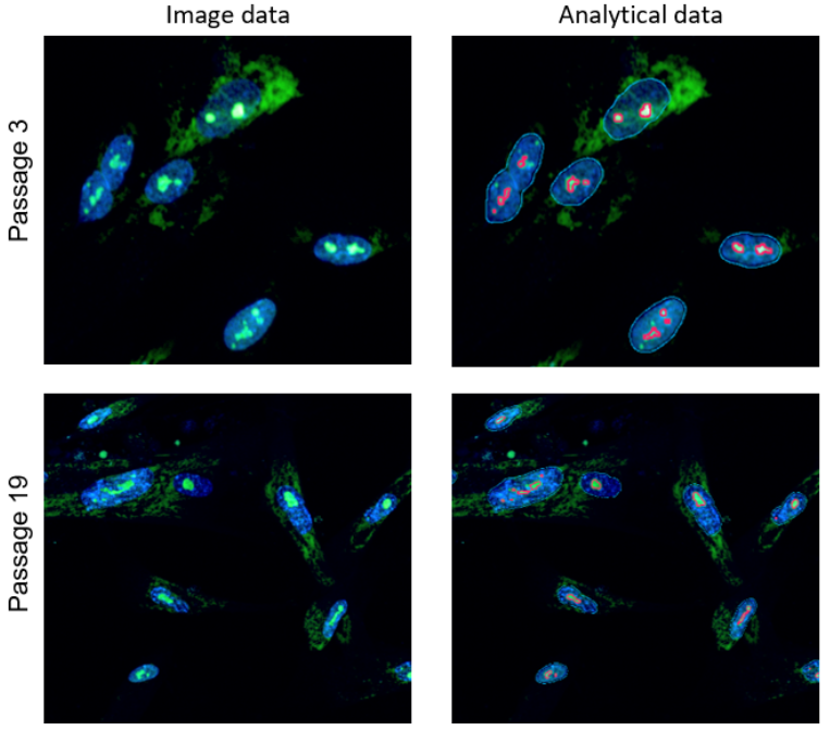 Nucleolus Bright Red试剂货号：N512